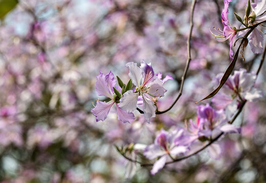 Pink bauhinia flowers with soft bokeh background