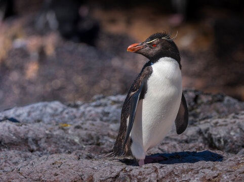ping&uuml;ino de penacho amarillo en la costa.