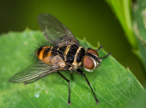 Close up of Trigonospila brevifacies  or Australian leaftoller tachinid which is a species of true fly in the family Tachinidae native to eastern Australia. This species is also found in New Zealand