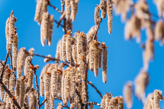 Backlit cluster of female European aspen or Quaking Aspen, Populus tremuloides, catkins, under the soft spring sun