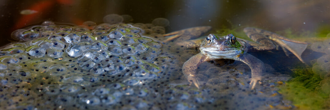 Panorama brow frog and frog spawn (Rana temporaria) in the Netherlands