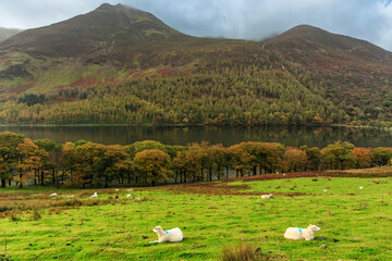 Naklejka premium Beautiful autumn landscape of England. United Kingdom