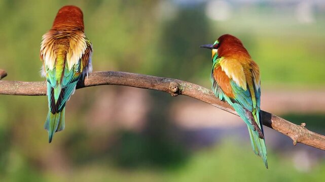 Two European bee-eaters perched on a branch seen from behind, one turns around and vocalizes