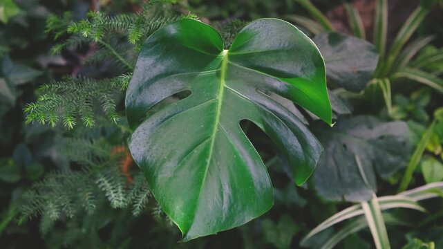 Large green Monstera leaf with feathery plants and striped foliage in lush garden setting