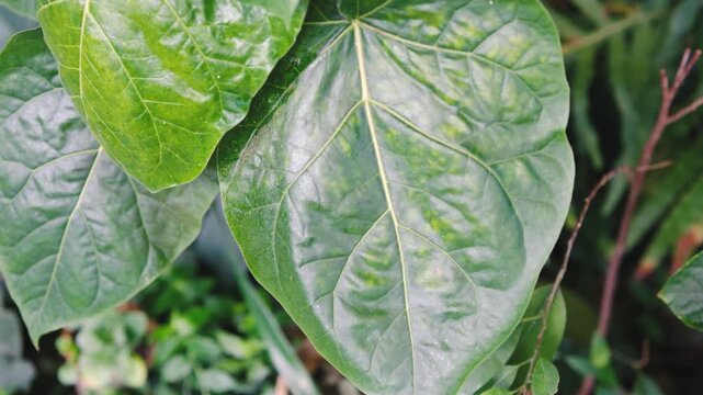 Close up on large green Codiaeum leaves with intricate veins and subtle yellow spots. Nature detail.
