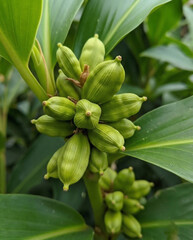 Fototapeta premium Close up of unripe green cardamom seed pods growing on a plant stem with lush leaves, a botanical detail of the spice, close up