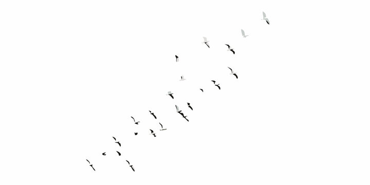 A flock of birds in v formation soaring against a bright white sky