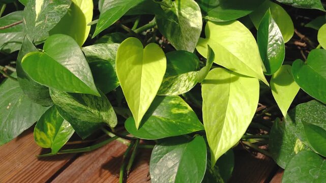Close up of lush Pothos plants with vibrant green and yellow leaves on wooden deck