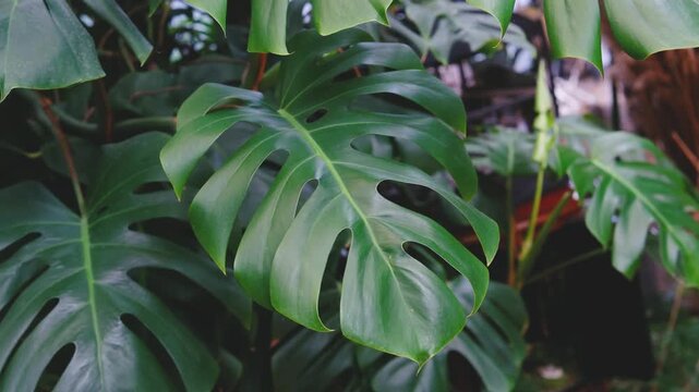 Large green split leaf philodendron plant leaves growing indoors with sunlight filtering through