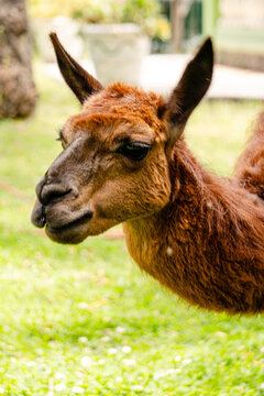 animales, lana, caf&eacute;, llama, vicu&ntilde;a naturaleza, ecolog&iacute;a, alpaca, orejas, rumeando, masticando, comiendo, parque