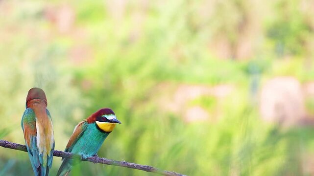 Wild colorful bee-eater bird waiting on a stick until its partner arrives with open wings