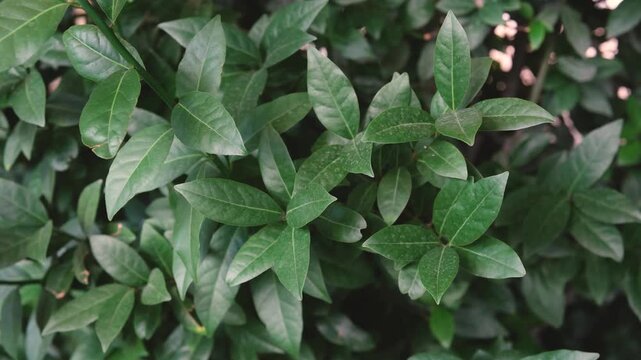 Close up of lush green laurel leaves, showing texture and depth in sunlight, nature's beauty.