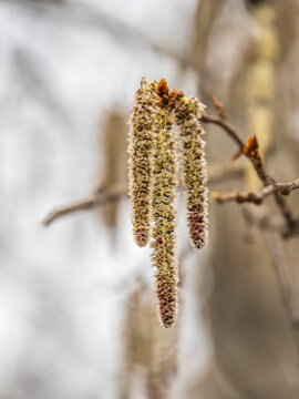 Backlit cluster of female European aspen or Quaking Aspen, Populus tremuloides, catkins, under the soft spring sun