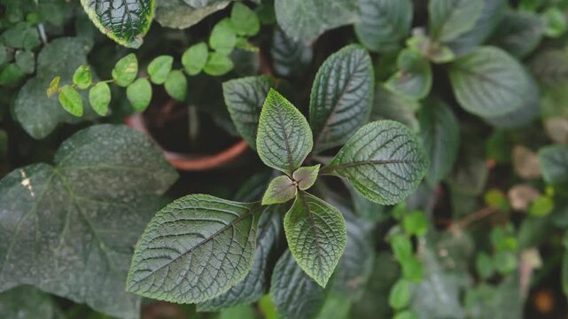 Closeup of green Episcia plant leaves with veins, lush foliage, natural garden growth