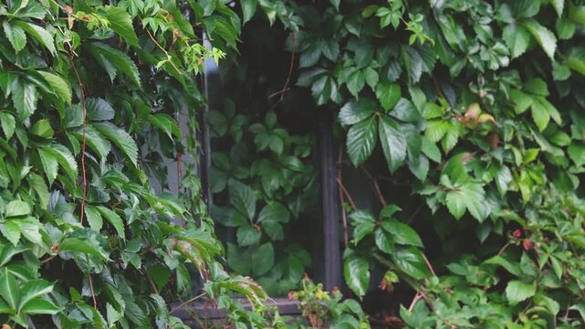 Virginia creeper vines covering a dark window frame and wall with lush green leaves