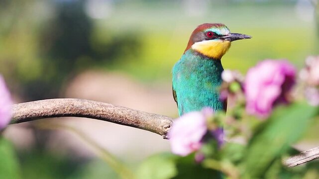 Wild colorful European bee-eater perched on a curved branch surrounded by blurred pink flowers