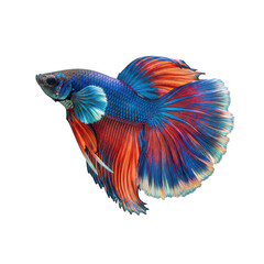 Fototapeta premium A vibrant and colorful peacock feather with intricate eye patterns and hues of blue, green, and red.