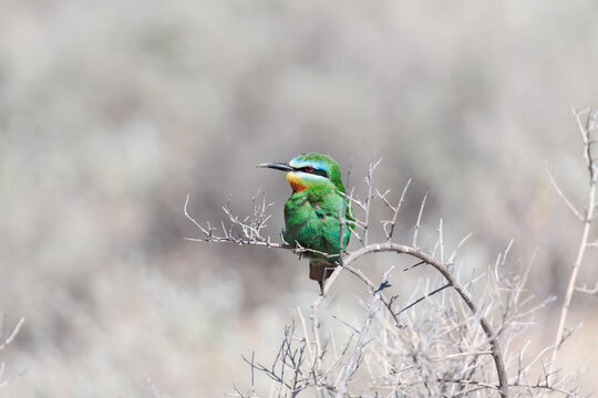 Breeding Blue-cheeked bee-eater (Merops persicus) sitting on a brunch bush in the breeding season, desert area of southern Kazakhstan