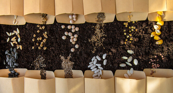 Seeds in bags on the soil. Selective focus.