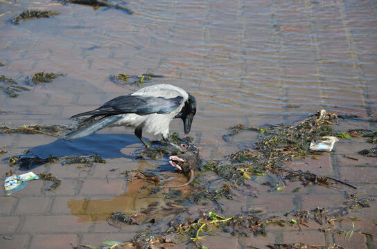 
A large raven bent over a dead rat.