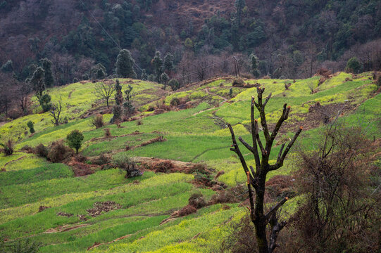 Close-up view of Triyuginarayan village in the Garhwal Himalayas, showing  terrace farms, and forests of pine, oak, rhododendron, and deodar on lush mountain slopes.