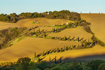 Naklejka premium Tuscan landscape with cypress trees winding road at sunset, La Foce, Italy.