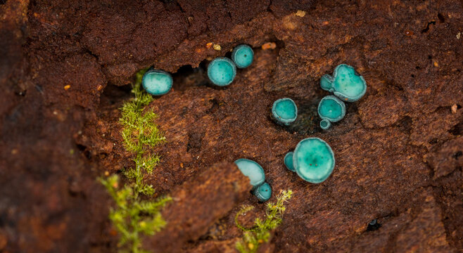 Close up of Chlorociboria aeruginosa, a saprobic species of mushroom, commonly known as the green elfcup or the green wood cup