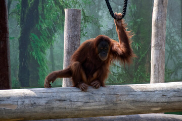 Sumatran Orangutan (Pongo abelii) © Tara