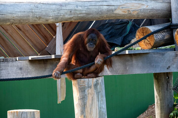 Sumatran Orangutan (Pongo abelii) © Tara