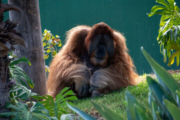 Sumatran Orangutan (Pongo abelii) © Tara
