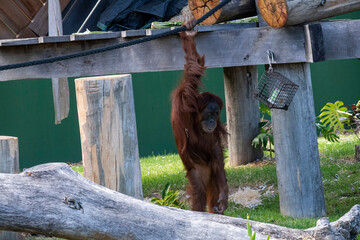Sumatran Orangutan (Pongo abelii) © Tara