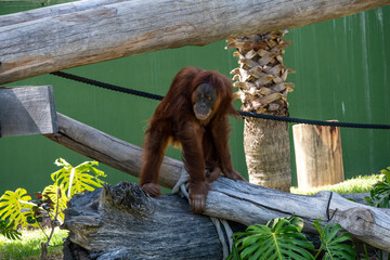 Sumatran Orangutan (Pongo abelii) © Tara