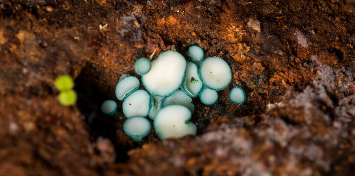 Close up of Chlorociboria aeruginosa, a saprobic species of mushroom, commonly known as the green elfcup or the green wood cup