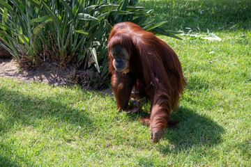 Sumatran Orangutan (Pongo abelii) © Tara