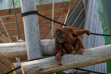 Sumatran Orangutan (Pongo abelii) © Tara