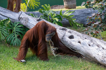 Sumatran Orangutan (Pongo abelii) © Tara