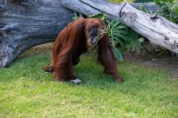 Sumatran Orangutan (Pongo abelii) © Tara