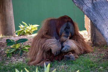 Sumatran Orangutan (Pongo abelii) © Tara