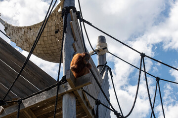 Sumatran Orangutan (Pongo abelii) © Tara