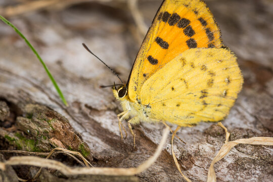 Close up of Lycaena salustius, or the common copper or coastal copper butterfly. It is endemic to New Zealand. It is known in the Māori language as pepe para riki