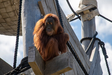 Sumatran Orangutan (Pongo abelii) © Tara