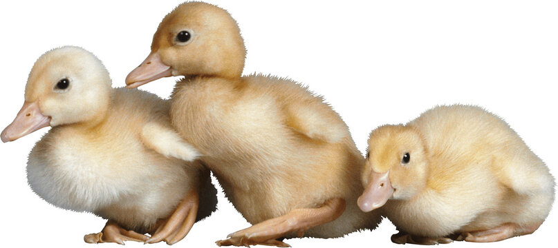 two little ducklings
