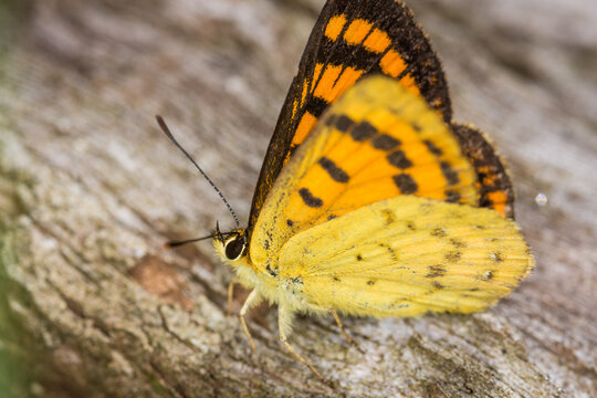 Close up of Lycaena salustius, or the common copper or coastal copper butterfly. It is endemic to New Zealand. It is known in the Māori language as pepe para riki