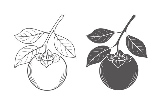 Black and white of persimmons branches with leaves fruit leaf