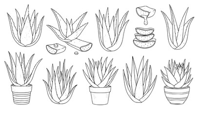 Aloe vera botanical line art vector plant clipart set natural herbal illustration © MdMiraz