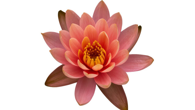 Vibrant pink water lily flower with delicate petals and orange-yellow center, an isolated aquatic bloom on transparent background PNG