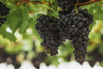 Grapes, large bunches of blue grapes surrounded by lush green leaves inside a greenhouse with blurry background and space for text.