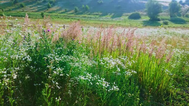 Wind among the wildflowers