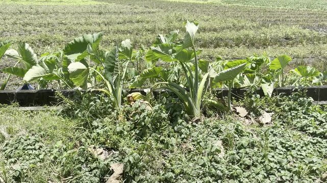 Lush green taro plants growing in a tropical agricultural field