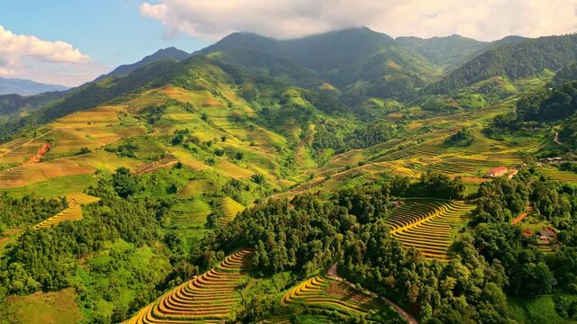 Drone flying over golden rice terrace fields in Vietnam